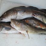 Baccalà salato in ammollo, con acqua fresca appena cambiata.