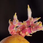 Patate germogliate con germogli verdi e macchie scure, evidenziando il rischio di solanina.