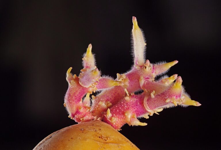 Patate germogliate: contengono solanina, taglia via tutto o rischi l'intossicazione